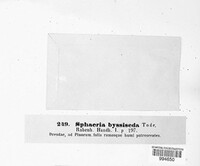 Rosellinia aquila image